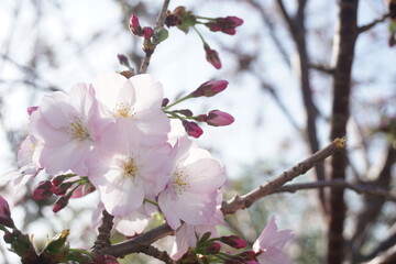 桜