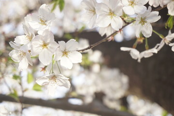 Naklejka premium 桜