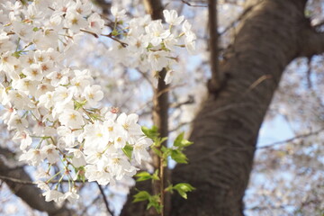 桜