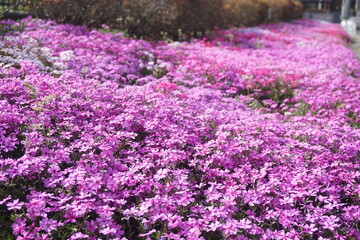 Obraz premium 芝桜