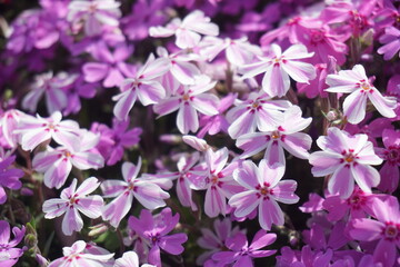 Fototapeta premium 芝桜