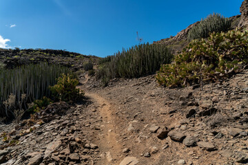 ravine and cliffs of the Canary Islands with native plants and flowers as well as dragon trees, prickly pear rubble light towers in a sunny midday with rubble around