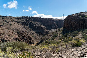 ravine and cliffs of the Canary Islands with native plants and flowers as well as dragon trees, prickly pear rubble light towers in a sunny midday with rubble around