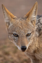 Black-backed Jackal, Kruger National Park