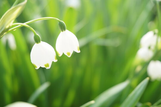 スノーフレーク Images Browse 3 454 Stock Photos Vectors And Video Adobe Stock スノーフレーク Images Browse 3 454 Stock Photos Vectors And Video Adobe Stock