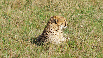 Fototapeta premium The big cat is lying. A cheetah rests on green grass in the middle of the African plain in Kenya's Masai Mara National Park in the afternoon after a hunt.
