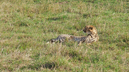 The big cat is lying. A cheetah rests on green grass in the middle of the African plain in Kenya's Masai Mara National Park in the afternoon after a hunt.