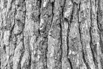 Tree bark background, close-up. Natural trunk textured. Relief texture of tree skin for publication, screensaver, wallpaper, postcard, banner, poster, cover, website