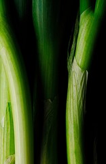 Kitchen Art Picture - Scallion #1 
