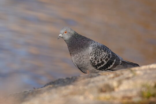 Close up image of a grey domestic pigeon with bright orange eye sitting on brown ground by a river on a sunny winter day. Blue background.