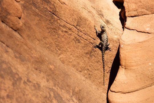 L&eacute;zard sur une parois rocheuse