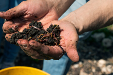 Hands holding worms with soil. A farmer showing group of earthworms in his hands. Production of...
