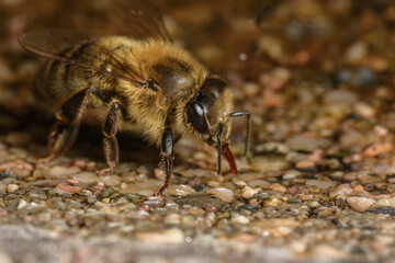 Bee, apis mellifera drinking rainwater