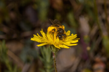 bee on yellow flower