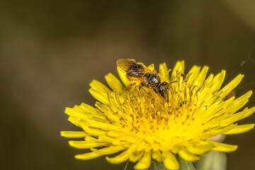 bee on yellow flower
