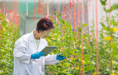 agricultural scientists are checking quality and analyzing plants of melon in a greenhouse.
