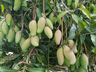 bunch of home grown mangoes