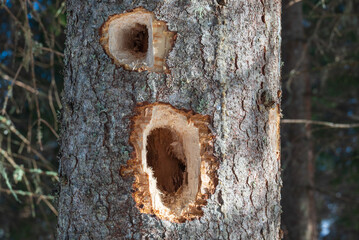 Fir trunk penetrated of a woodpecker.