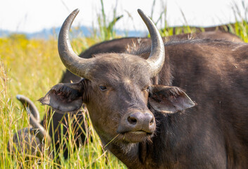 African buffalo, Kruger National Park