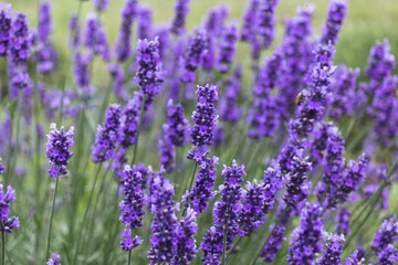 Fototapeta na wymiar field of lavender, macro photo of lavender