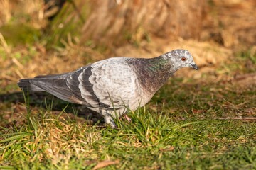 Close up image of a white and grey domestic pigeon with bright orange eye standing on green grass in a park on a sunny day.