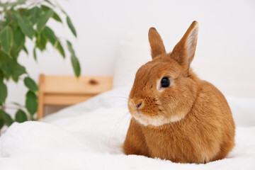 Funny cute decorative rabbit bunny lying on bed in white modern interior.Adorable pet,domestic red,brown animal indoors at home