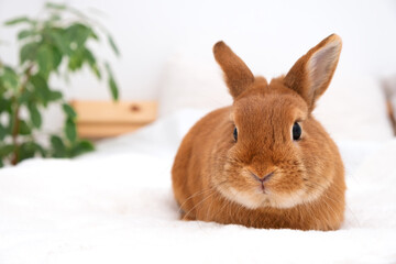 Funny cute decorative rabbit bunny lying on bed in white modern interior,looking at camera.Adorable pet,domestic animal, relaxing ,having rest