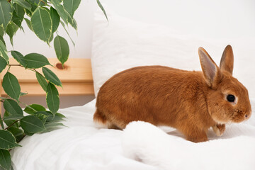 Adorable decorative rabbit bunny running on bed in white modern interior, on blanket,looking at camera.Cute,beautiful, funny pet,domestic animal at home