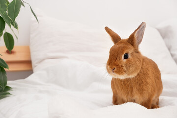 Adorable decorative rabbit bunny sitting on bed in white modern interior, on blanket,looking at camera.Cute,beautiful, funny pet,domestic animal at home