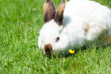 white cute rabbit with brown nose eats grass on the lawn,fluffy pet,easter bunny