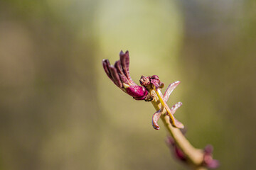 Spring in the forest