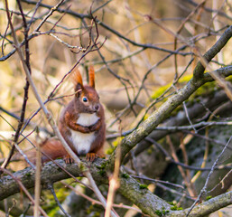 red squirrel on a tree