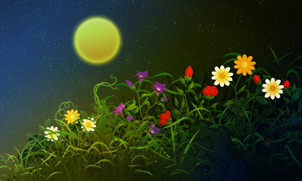 Night sky of flowers and bushes field wild chrysanthemum