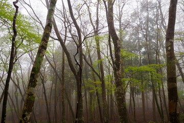 霧に包まれた幻想的な森