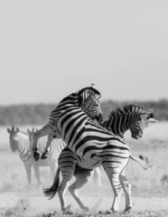Zelfklevend Fotobehang Zebra zebra hengst dominantie