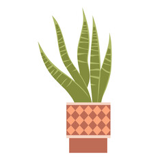 Houseplants Sansevieria in a pot with a pattern. Green houseplants for room and office decor. Element of home decor. Flat vector illustration isolated on white background.
