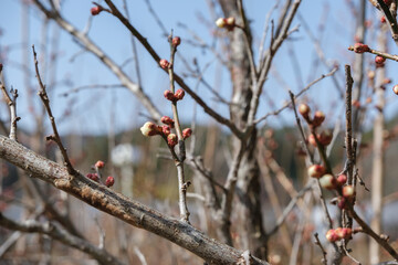 開花前の梅の木