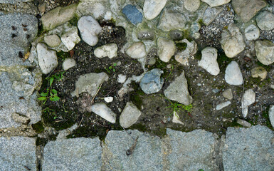 lichen on stone