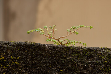 Plant growing on top of a wall. Fungus concept. Silver concept..