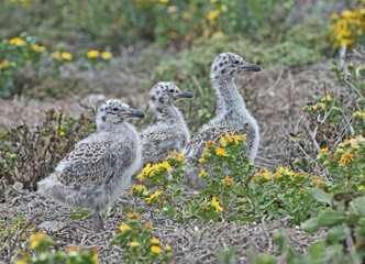 Pacific seagull chicks, Channel Islands National Park, California, USA