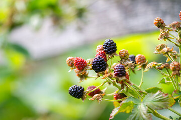 Blackberries growing and ripening on the twig.