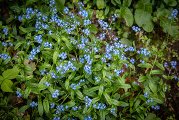 forget me not flowers 2