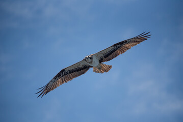 osprey in flight