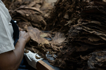 The process of rolling tobacco leaves. Selection of leaves for the production of cigars.