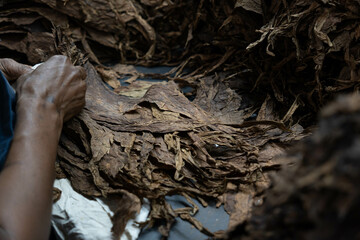 The process of rolling tobacco leaves. Selection of leaves for the production of cigars.