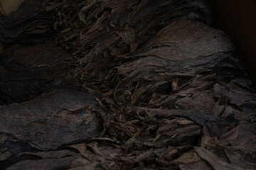 Drying tobacco leaves at a cigar factory. Preparation of leaves for manual cigar rolling.