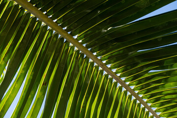 Coconut palm tree leaf on clear blue sky