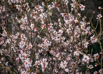 A lot of white delicate flowers