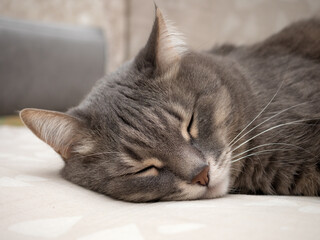 Naklejka premium sleepy domestic cat