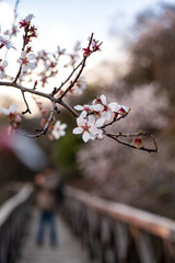 Blossoming twig of wild cherry